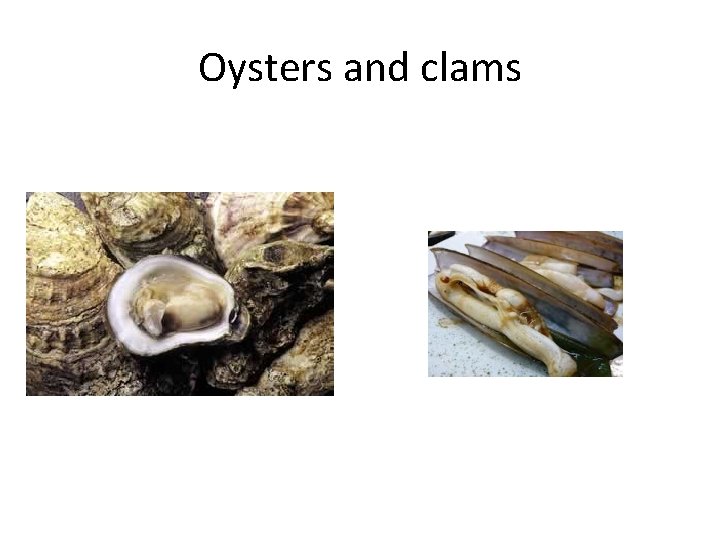 Oysters and clams 