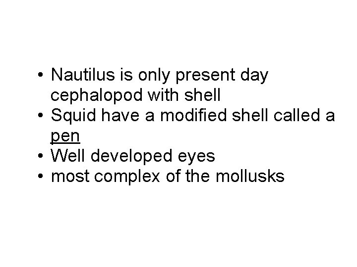  • Nautilus is only present day cephalopod with shell • Squid have a