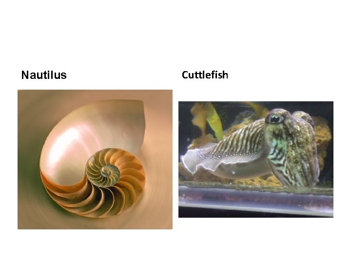 Nautilus Cuttlefish 