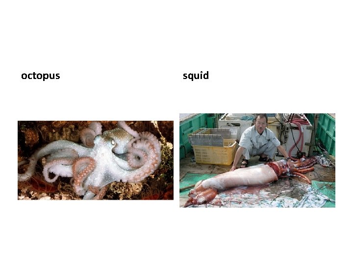 octopus squid 