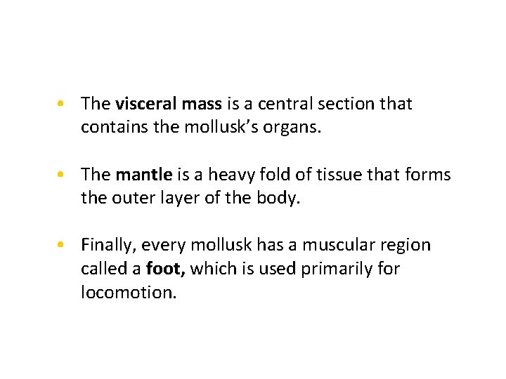 • The visceral mass is a central section that contains the mollusk’s organs.