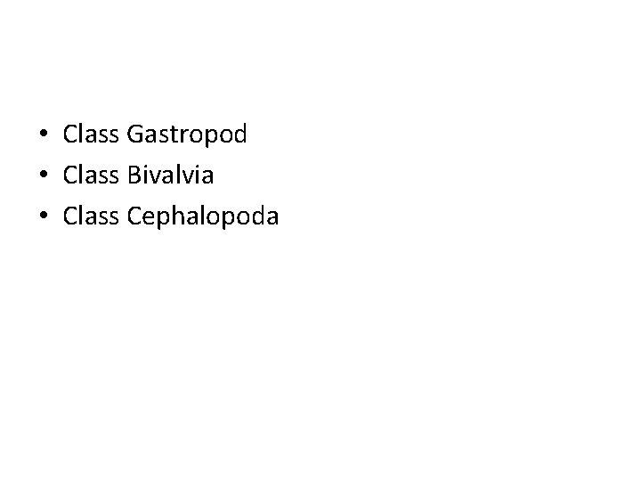  • Class Gastropod • Class Bivalvia • Class Cephalopoda 