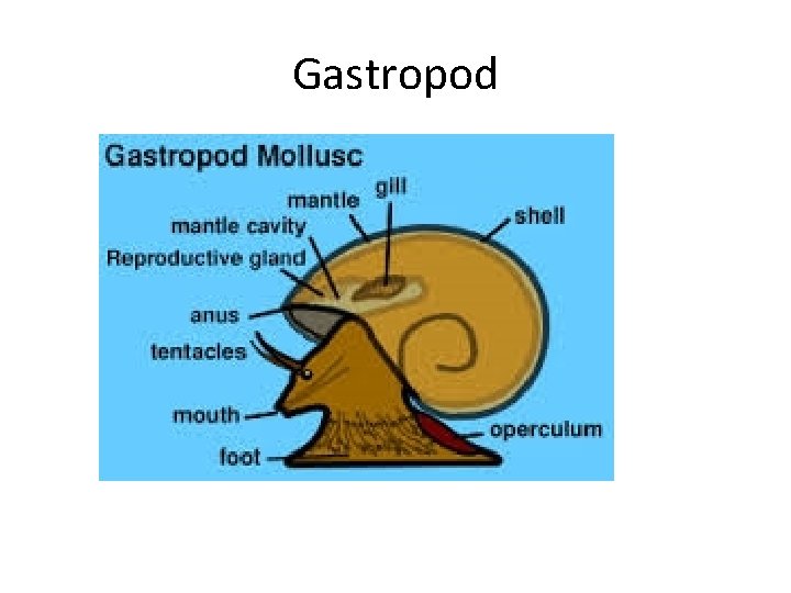 Gastropod 