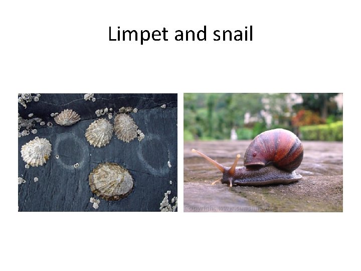 Limpet and snail 