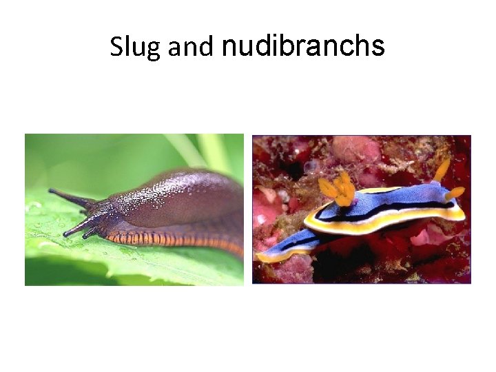 Slug and nudibranchs 