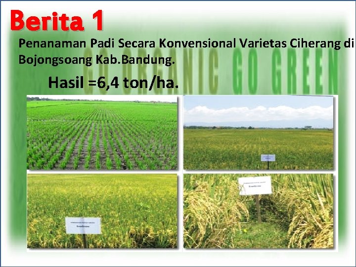 Berita 1 Penanaman Padi Secara Konvensional Varietas Ciherang di Bojongsoang Kab. Bandung. Hasil =6,