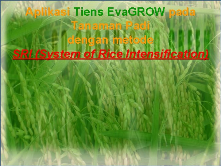 Aplikasi Tiens Eva. GROW pada Tanaman Padi dengan metode SRI (System of Rice Intensification)