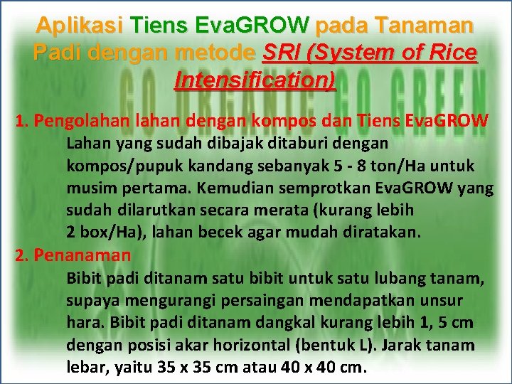 Aplikasi Tiens Eva. GROW pada Tanaman Padi dengan metode SRI (System of Rice Intensification)