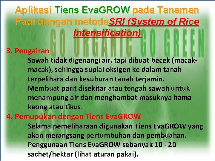 Aplikasi Tiens Eva. GROW pada Tanaman Padi dengan metode. SRI (System of Rice Intensification)