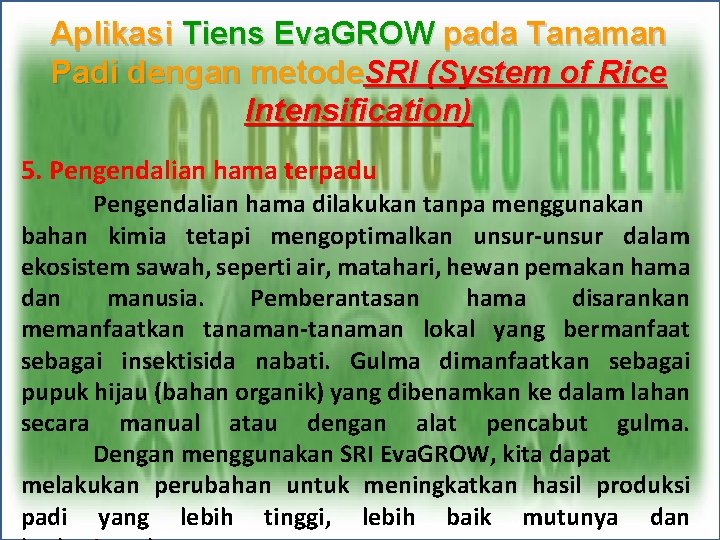 Aplikasi Tiens Eva. GROW pada Tanaman Padi dengan metode. SRI (System of Rice Intensification)