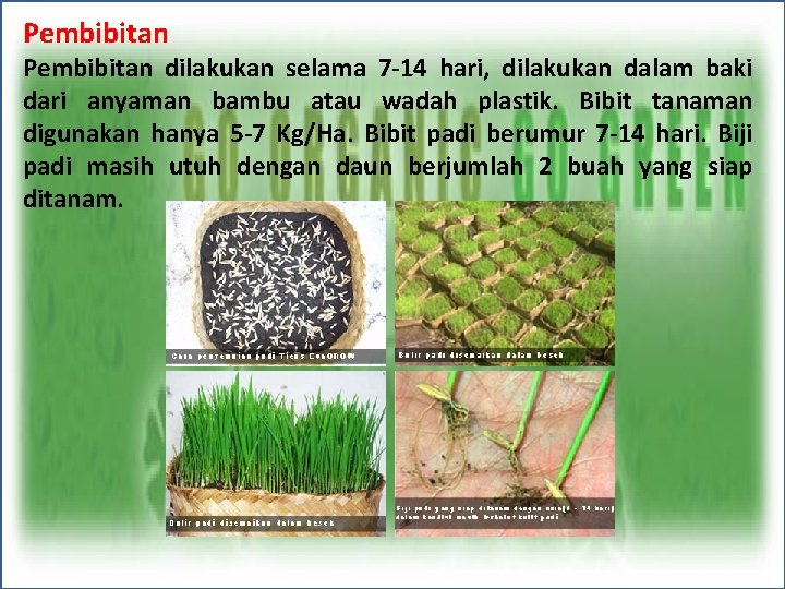 Pembibitan dilakukan selama 7 -14 hari, dilakukan dalam baki dari anyaman bambu atau wadah