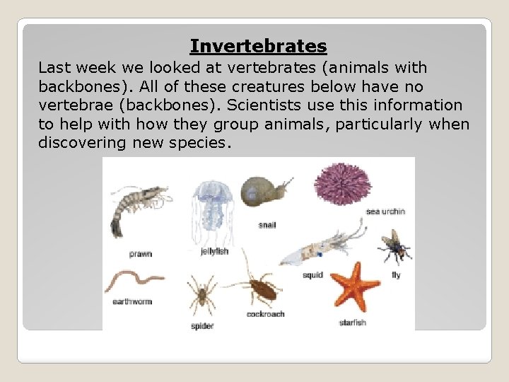 Invertebrates Last week we looked at vertebrates (animals with backbones). All of these creatures