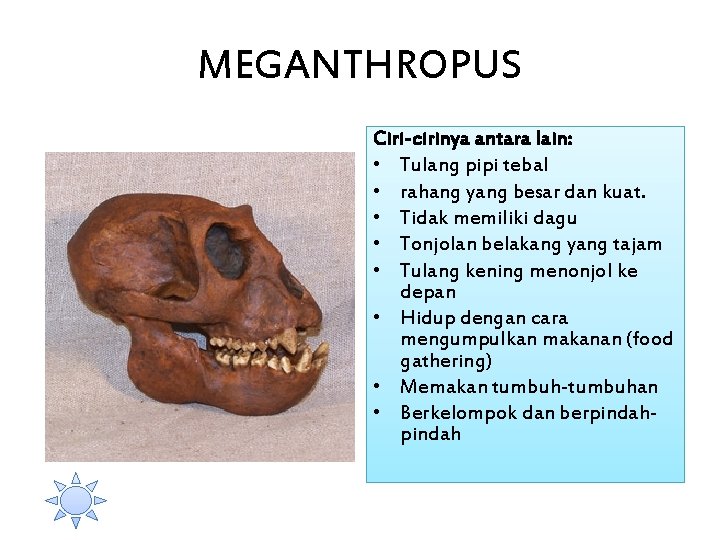 MEGANTHROPUS Ciri-cirinya antara lain: • Tulang pipi tebal • rahang yang besar dan kuat.