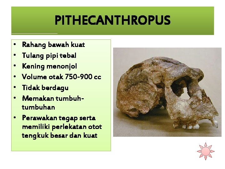 PITHECANTHROPUS • • • Rahang bawah kuat Tulang pipi tebal Kening menonjol Volume otak