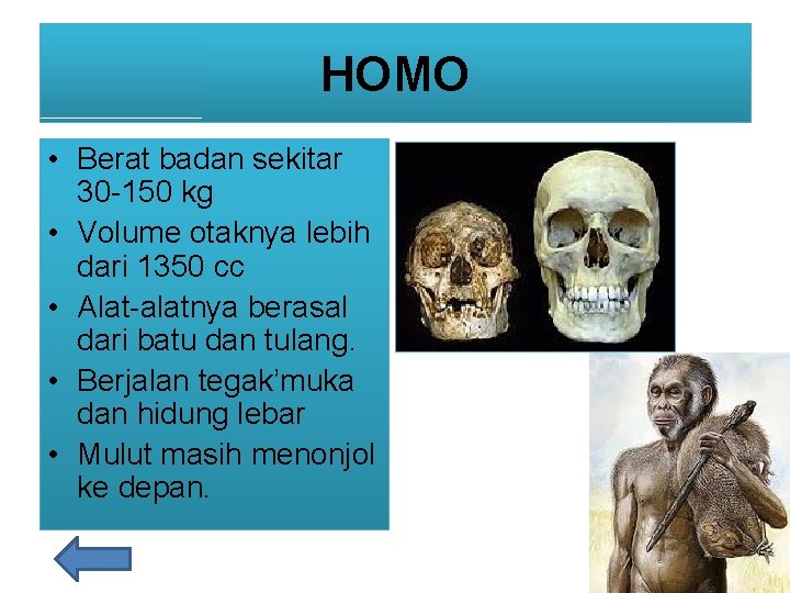 HOMO • Berat badan sekitar 30 -150 kg • Volume otaknya lebih dari 1350