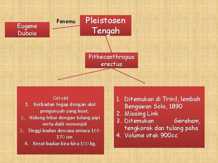 Eugene Dubois Penemu Pleistosen Tengah Pithecanthropus erectus Ciri-ciri 1. Berbadan tegap dengan alat pengunyah