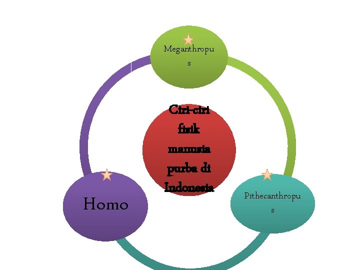 Meganthropu s Homo Ciri-ciri fisik manusia purba di Indonesia Pithecanthropu s 