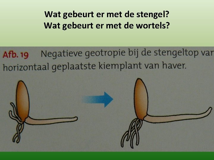 Wat gebeurt er met de stengel? Wat gebeurt er met de wortels? 