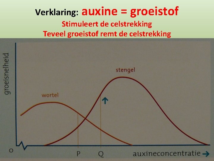 Verklaring: auxine = groeistof Stimuleert de celstrekking Teveel groeistof remt de celstrekking 