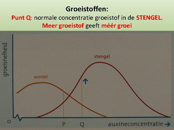 Groeistoffen: Punt Q: normale concentratie groeistof in de STENGEL. Meer groeistof geeft méér groei