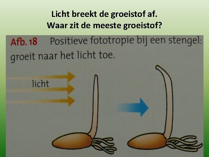 Licht breekt de groeistof af. Waar zit de meeste groeistof? 