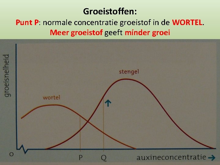 Groeistoffen: Punt P: normale concentratie groeistof in de WORTEL. Meer groeistof geeft mínder groei