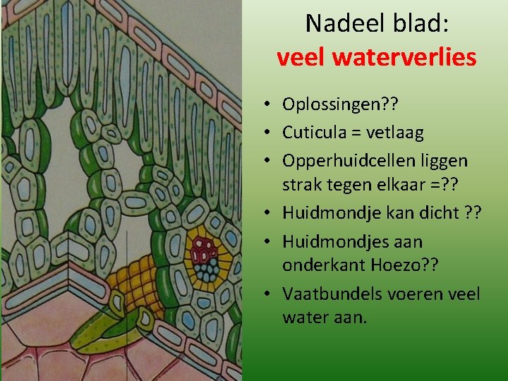 Nadeel blad: veel waterverlies • Oplossingen? ? • Cuticula = vetlaag • Opperhuidcellen liggen