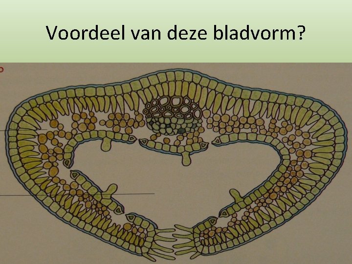 Voordeel van deze bladvorm? 