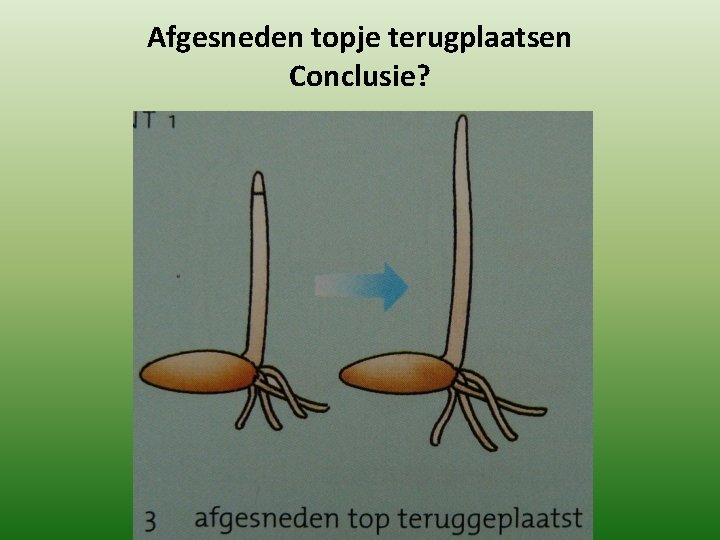 Afgesneden topje terugplaatsen Conclusie? 
