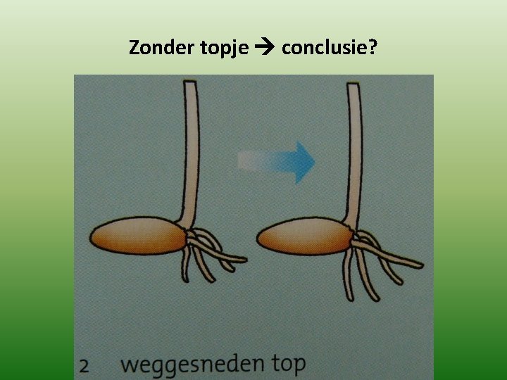 Zonder topje conclusie? 