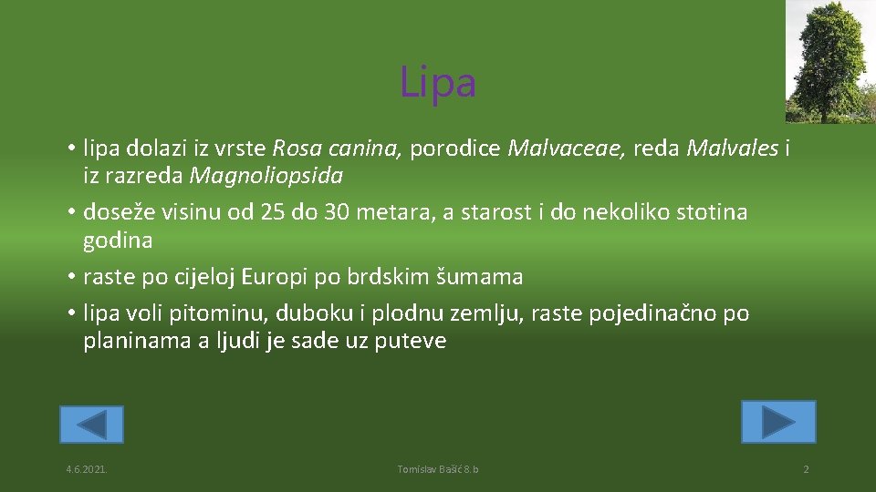 Lipa • lipa dolazi iz vrste Rosa canina, porodice Malvaceae, reda Malvales i iz