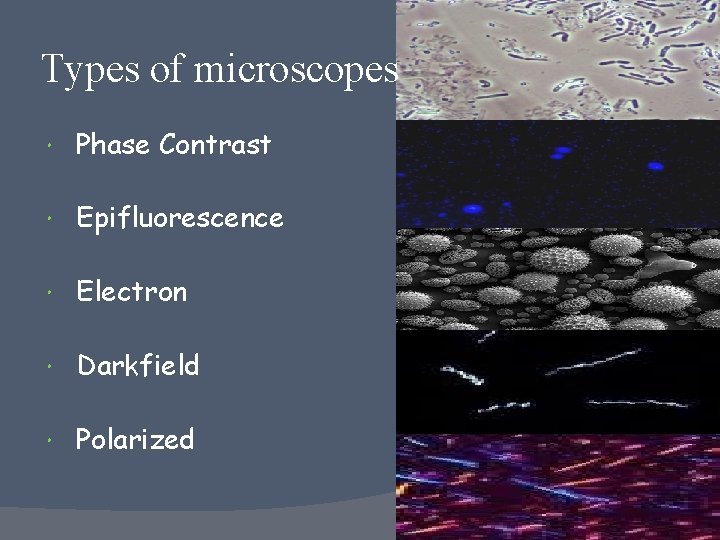 Types of microscopes Phase Contrast Epifluorescence Electron Darkfield Polarized 