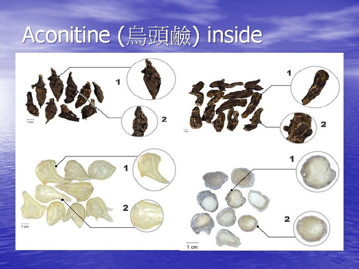 Aconitine (烏頭鹼) inside 