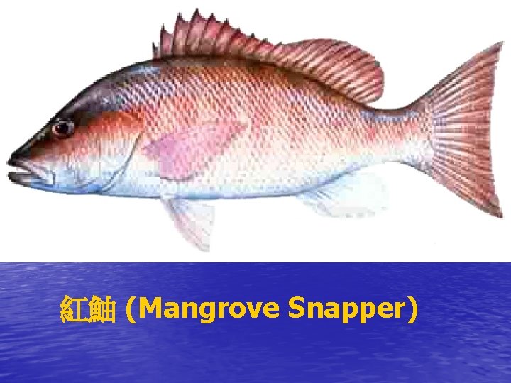 紅鮋 (Mangrove Snapper) 