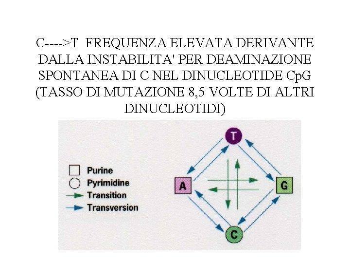 C---->T FREQUENZA ELEVATA DERIVANTE DALLA INSTABILITA' PER DEAMINAZIONE SPONTANEA DI C NEL DINUCLEOTIDE Cp.