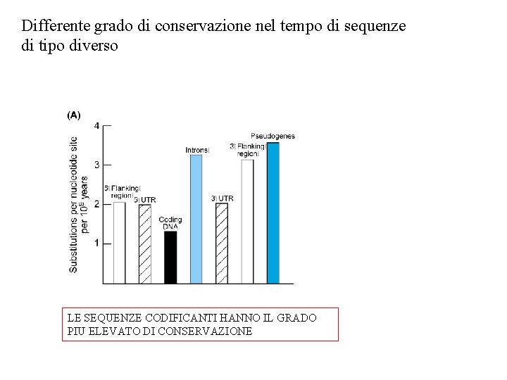 Differente grado di conservazione nel tempo di sequenze di tipo diverso LE SEQUENZE CODIFICANTI