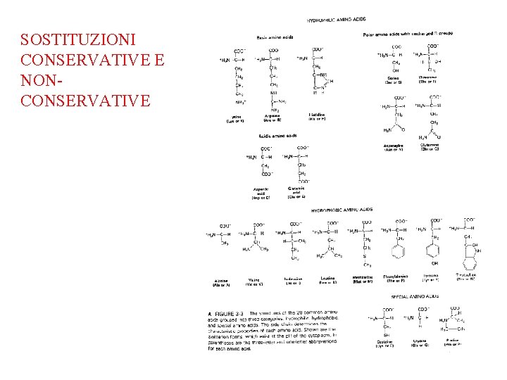 SOSTITUZIONI CONSERVATIVE E NONCONSERVATIVE 