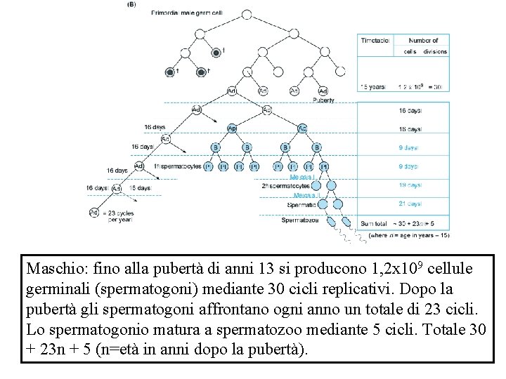 Maschio: fino alla pubertà di anni 13 si producono 1, 2 x 109 cellule