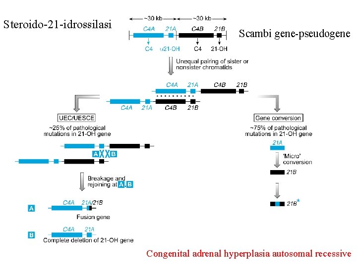 Steroido-21 -idrossilasi Scambi gene-pseudogene Congenital adrenal hyperplasia autosomal recessive 