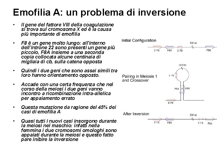 Emofilia A: un problema di inversione • Il gene del fattore VIII della coagulazione