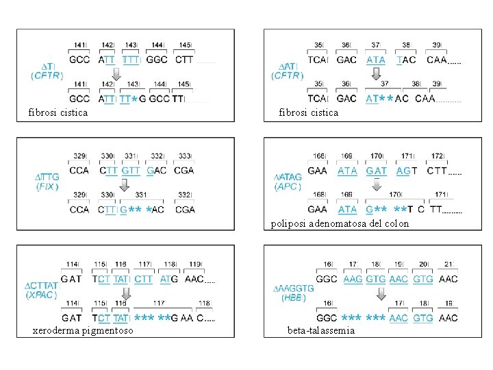 fibrosi cistica poliposi adenomatosa del colon xeroderma pigmentoso beta-talassemia 