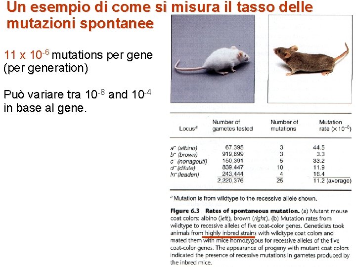 Un esempio di come si misura il tasso delle mutazioni spontanee 11 x 10