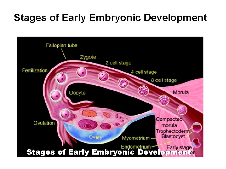 Stages of Early Embryonic Development 