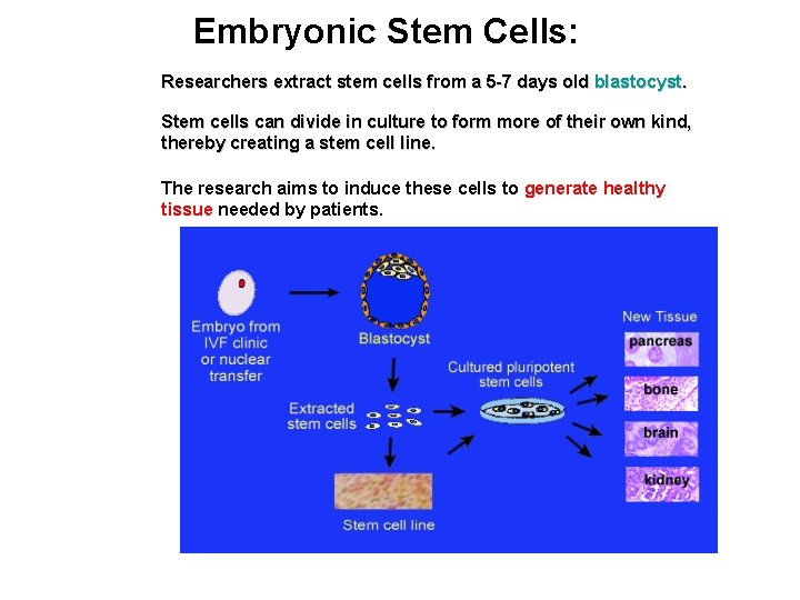 Embryonic Stem Cells: Researchers extract stem cells from a 5 -7 days old blastocyst.