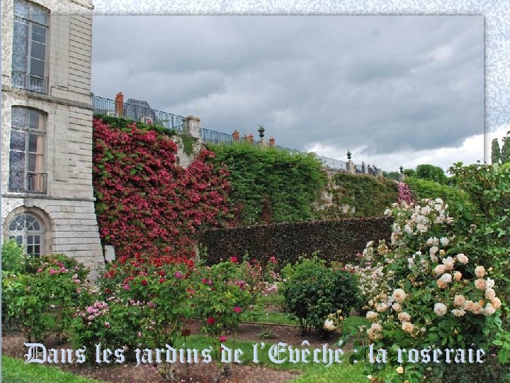 Dans les jardins de l’Evêché : la roseraie 