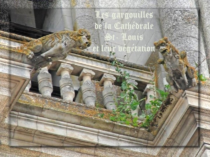 Les gargouilles de la Cathédrale St- Louis et leur végétation 