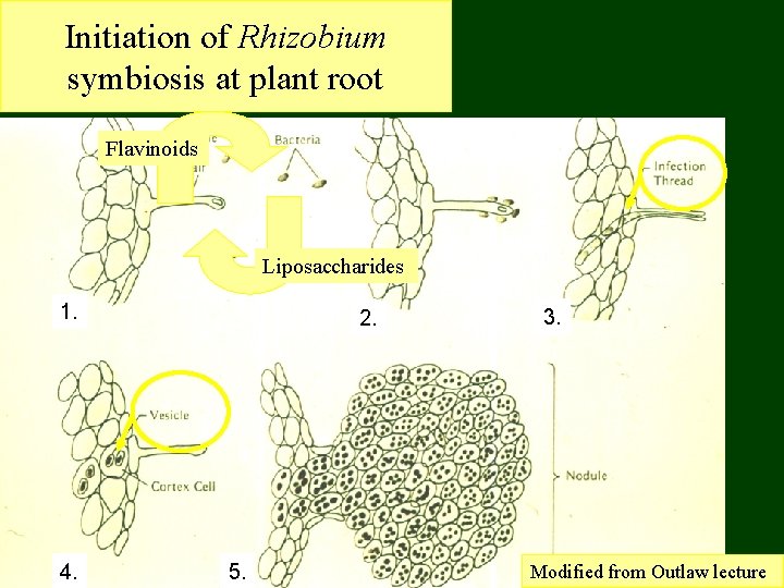 Initiation of Rhizobium symbiosis at plant root Flavinoids Liposaccharides 1. 4. 2. 5. 3.