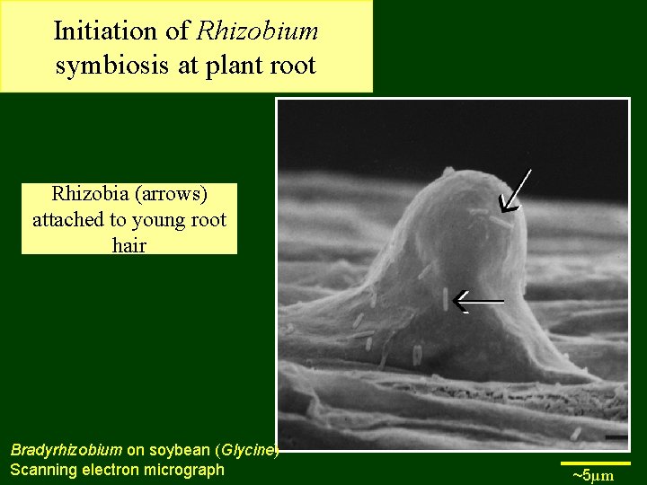 Initiation of Rhizobium symbiosis at plant root Rhizobia (arrows) attached to young root hair