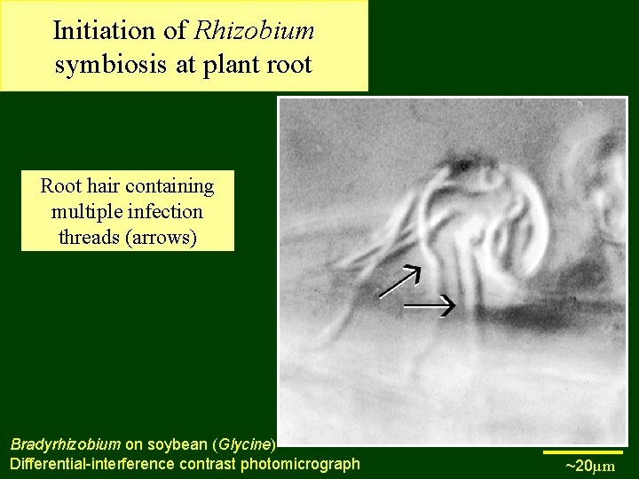 Initiation of Rhizobium symbiosis at plant root Root hair containing multiple infection threads (arrows)