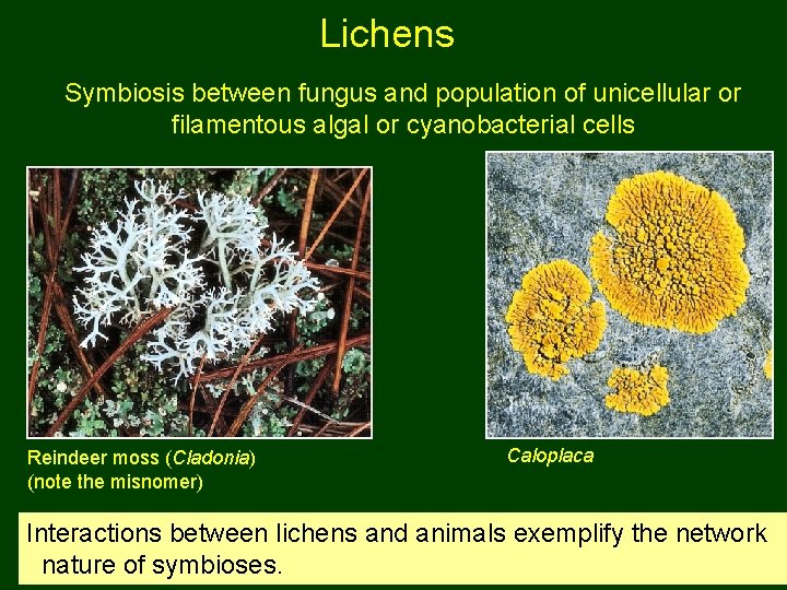 Lichens Symbiosis between fungus and population of unicellular or filamentous algal or cyanobacterial cells